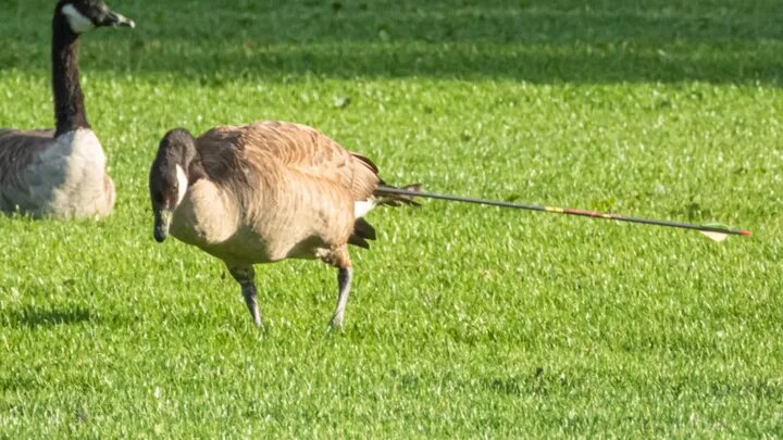 A Canada goose stands with an arrow sticking out of its rump