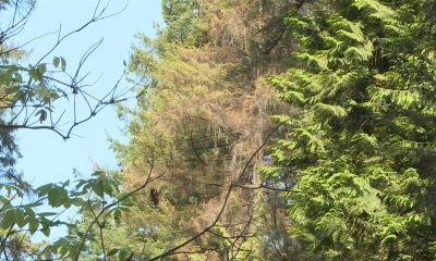 Many hemlock trees in Vancouver's Stanley Park have been killed amid a looper moth outbreak