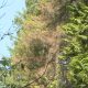 Many hemlock trees in Vancouver's Stanley Park have been killed amid a looper moth outbreak