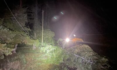 Fallen trees and damaged power lines are seen