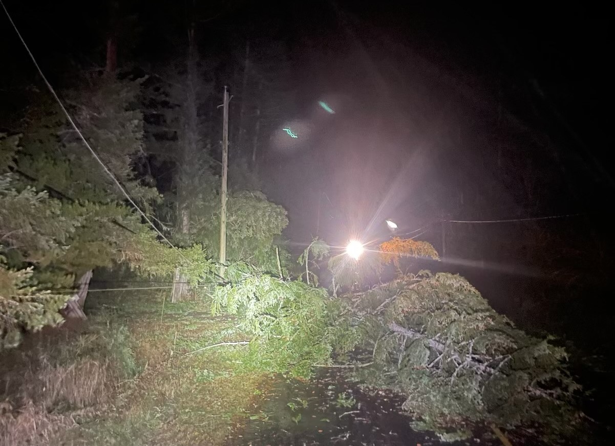 Fallen trees and damaged power lines are seen