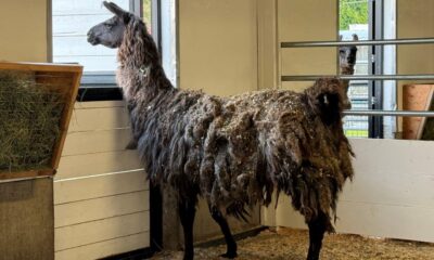 A matted llama looks out a barn window