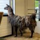 A matted llama looks out a barn window