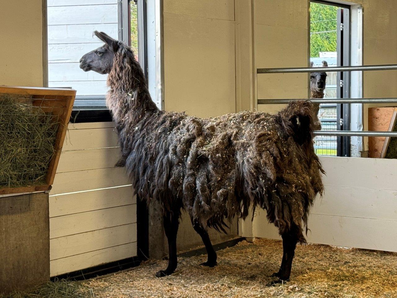 A matted llama looks out a barn window