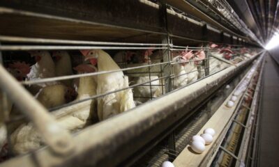 Chickens in stacked cages