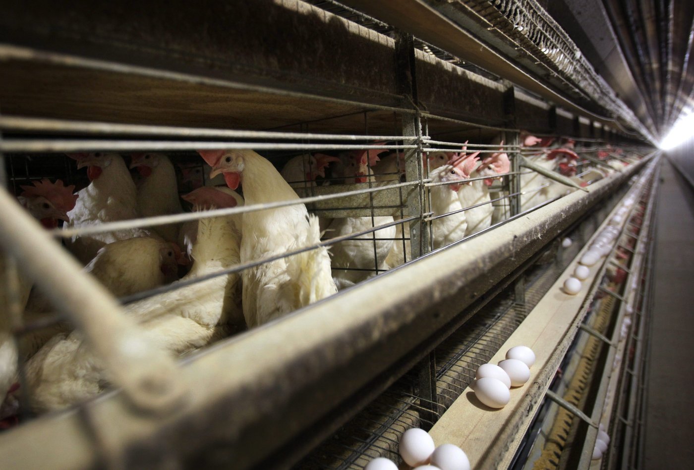 Chickens in stacked cages