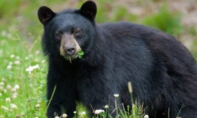 A black bear in a field eating grass