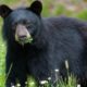 A black bear in a field eating grass