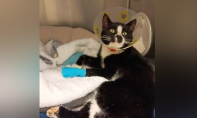 The BC SPCA says tuxedo cat Vinny is recovering after having his paw trapped in a hunting snare.