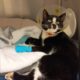 The BC SPCA says tuxedo cat Vinny is recovering after having his paw trapped in a hunting snare.