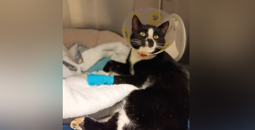 The BC SPCA says tuxedo cat Vinny is recovering after having his paw trapped in a hunting snare.