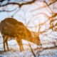 A mule dear buck forages for food as the sun rises near Dog Pound, north of Calgary, on Saturday, Jan. 13, 2024. Researchers say a deadly disease has the potential of doing significant damage to British Columbia's deer population after the first cases were discovered in the province.