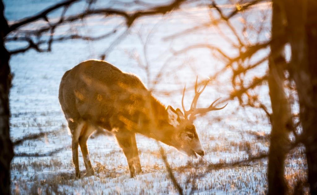 A mule dear buck forages for food as the sun rises near Dog Pound, north of Calgary, on Saturday, Jan. 13, 2024. Researchers say a deadly disease has the potential of doing significant damage to British Columbia's deer population after the first cases were discovered in the province.