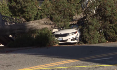 A fallen tree that crushed a vehicle is seen in Delta on Monday November 4, 2024.