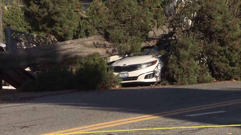 A fallen tree that crushed a vehicle is seen in Delta on Monday November 4, 2024.