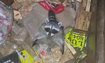 A raccoon was spotted in a Port Moody dumpster Oct. 10, 2023.