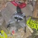 A raccoon was spotted in a Port Moody dumpster Oct. 10, 2023.