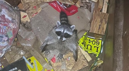 A raccoon was spotted in a Port Moody dumpster Oct. 10, 2023.