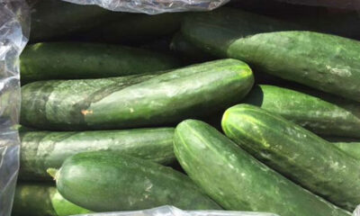 Field cucumbers