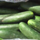 Field cucumbers