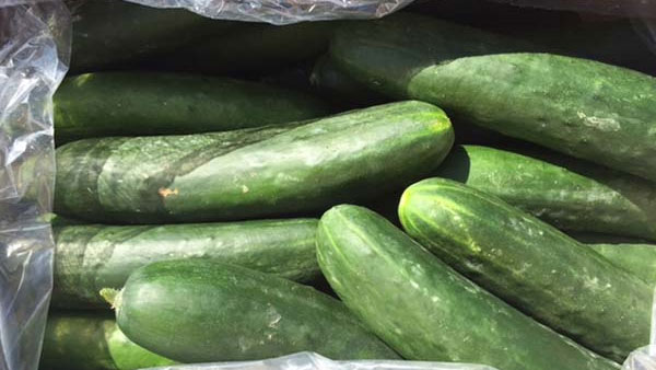 Field cucumbers