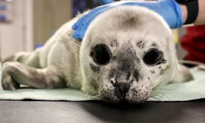 Zeus, a harbour seal pup rescued from White Rock Beach on May 27, 2025. (Vancouver Aquarium Mammal Rescue Society Image)