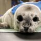 Zeus, a harbour seal pup rescued from White Rock Beach on May 27, 2025. (Vancouver Aquarium Mammal Rescue Society Image)