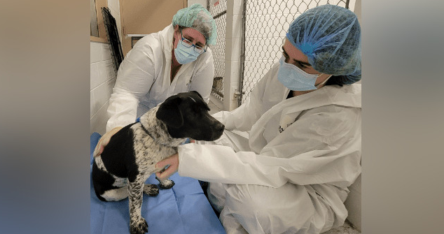 The BC SPCA says it has rescued 27 severely neglected dogs and one cat from a rural property in the Kootenays.